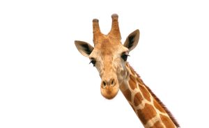 Giraffes are the only mammal that cannot jump